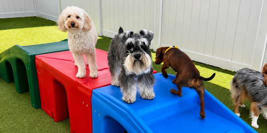 How to Choose the Right Puppy Playground Kit for Your Space