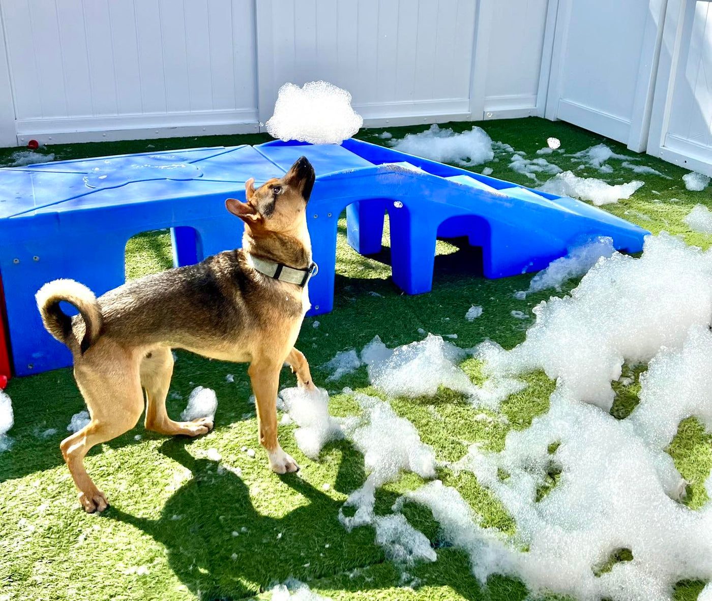 Tell us about your space, your dogs, and your goals.