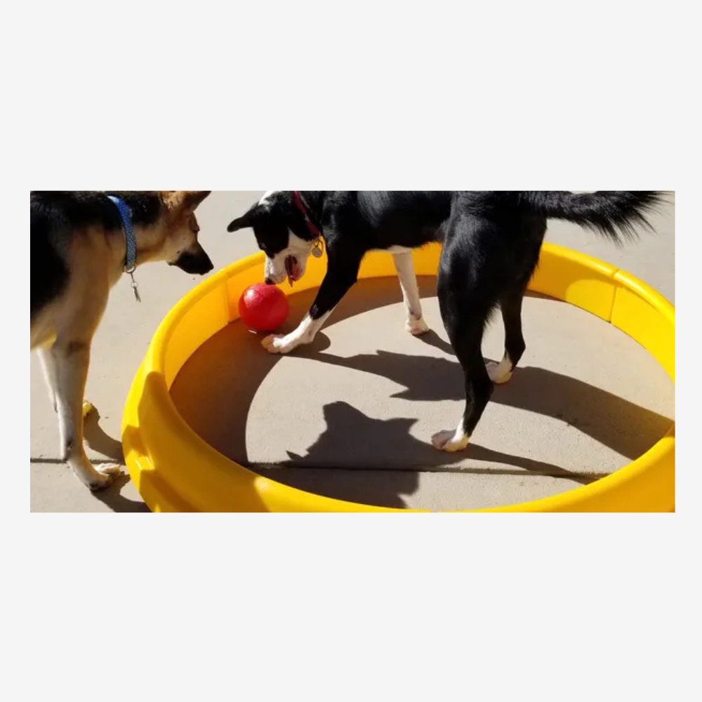 Pit Ball Dog Exercise and Enrichment Toy