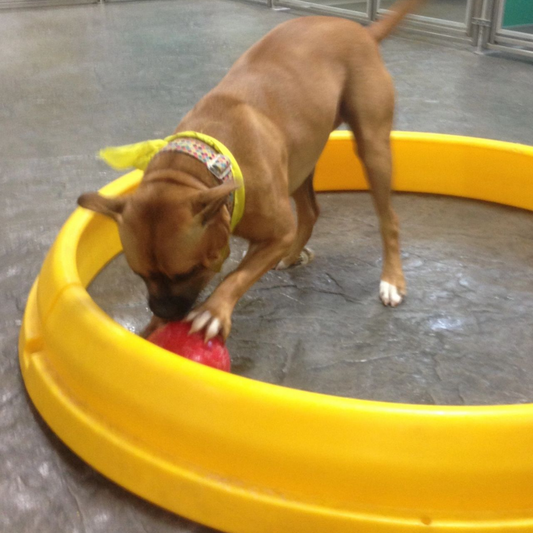 Pit Ball dog exercise and enrichment toy