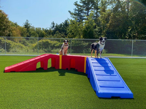 Dogs playing on colorful outdoor dog playground equipment