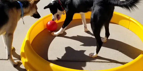 Two dogs playing with a red ball inside a yellow plastic ring on a concrete surface.